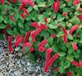Dwarf Chenille Plant